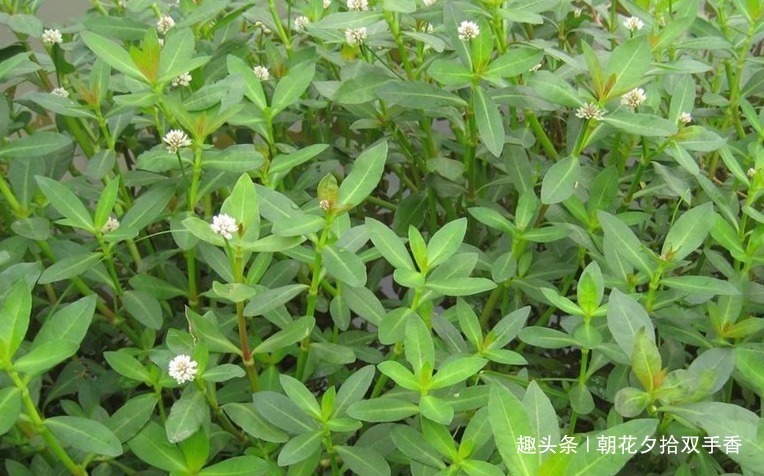 野菜|长在水沟里的一种野草,人称“水花生”,幼嫩茎叶可食用亦可入药