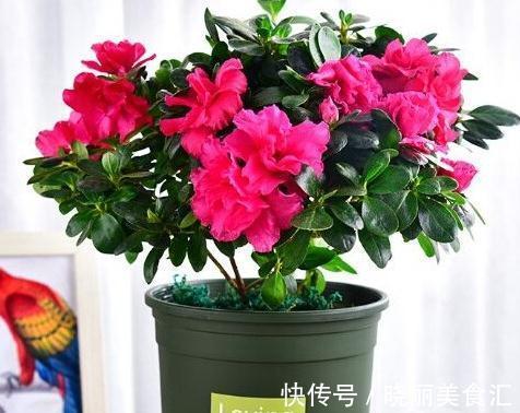 这些流行花卉,一个比一个难养,大多活不过一年,浪费钱