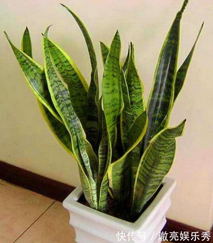 “4种花”非常适合养家里,夜里释放氧气,空气清新,助睡眠!