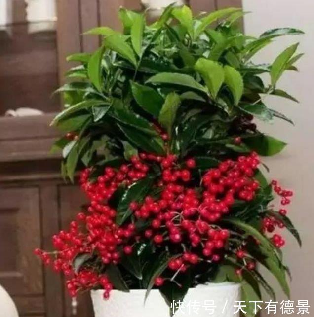 牡丹|家里要养4种花,开花吉祥又喜庆,比牡丹美,比绿萝好养!