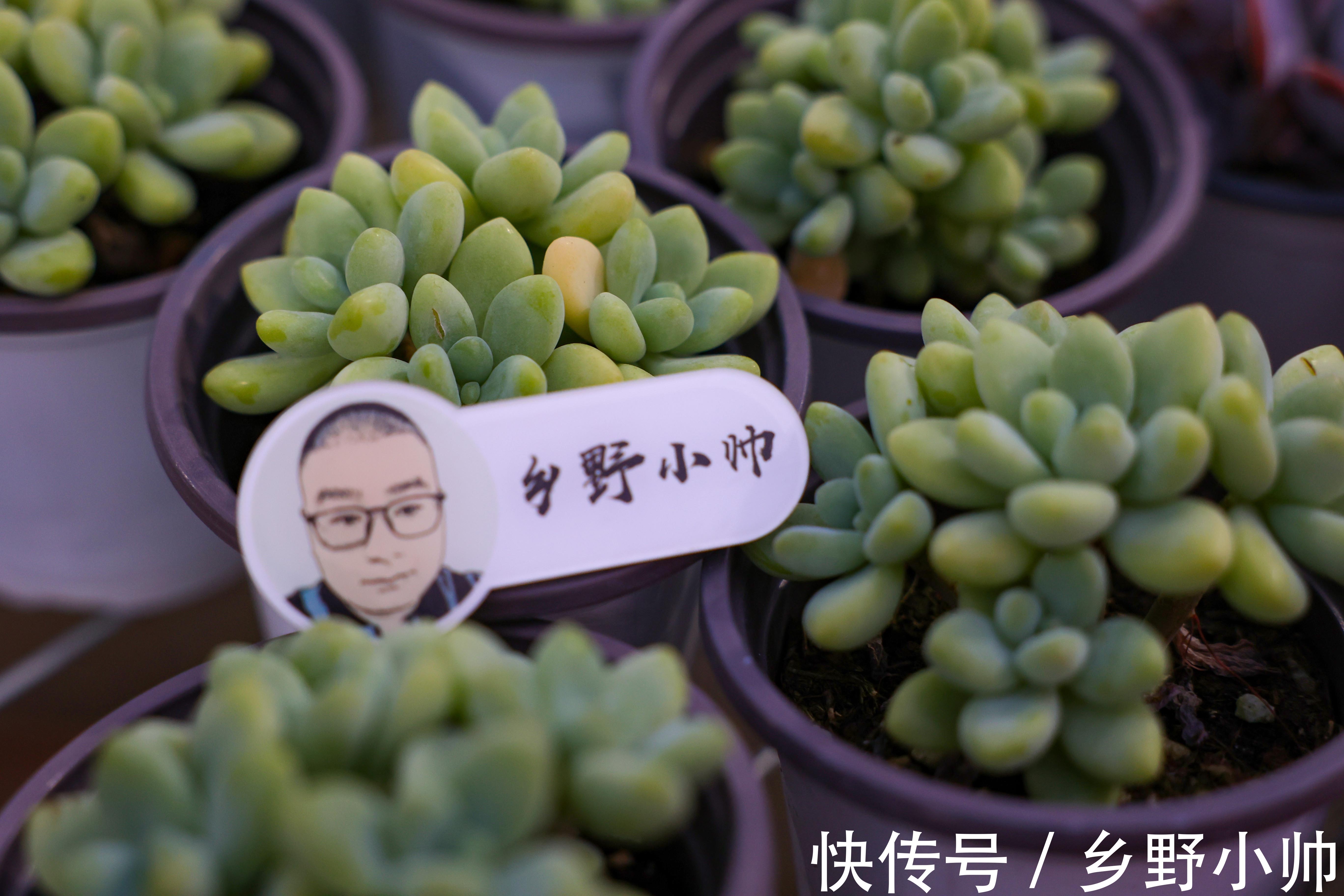 秋季不断更，小帅介绍两款高颜值多肉，惊喜多多