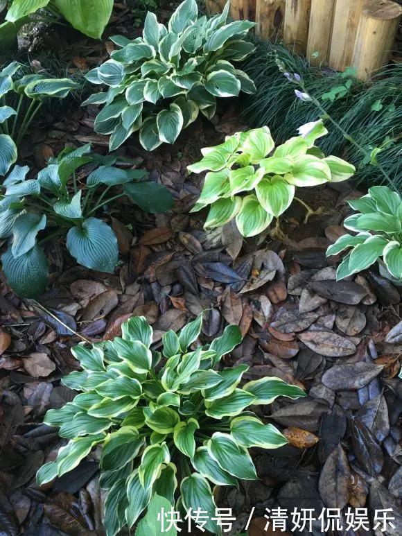 观音莲|天生“体阴”的6种花,晒太阳易黄叶,阴一点反而长得绿油油