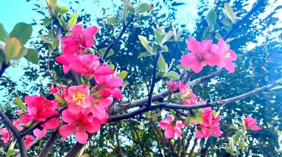 二月春光如酒浓 共赴广安花的盛宴