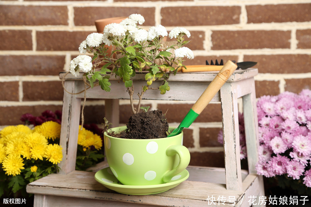 养花|花卉绿植如何才能长得茂盛？几个养花小妙招，简单又实用