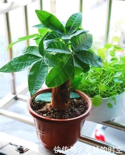 养花|夏天养花,别做几种“险事”,避免养一盆烂一盆