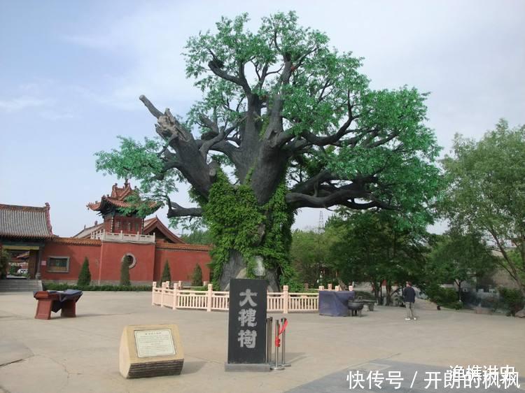 老话说“五树进宅,人穷家败”,为什么这五种树不能种在家里