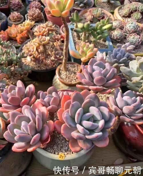 6种漂亮多肉,越老越美丽,长成小老桩,人人见了都赞叹不已!