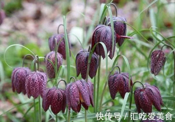 锈病|养花试试这款,花色艳丽,是珍贵的药材