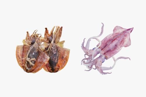 鱿鱼、章鱼、墨鱼傻傻分不清楚？看完这篇全明白了！