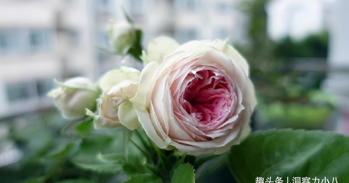 养分|月季花败后，“三动作”修补下，复花速度快，长势更欢快