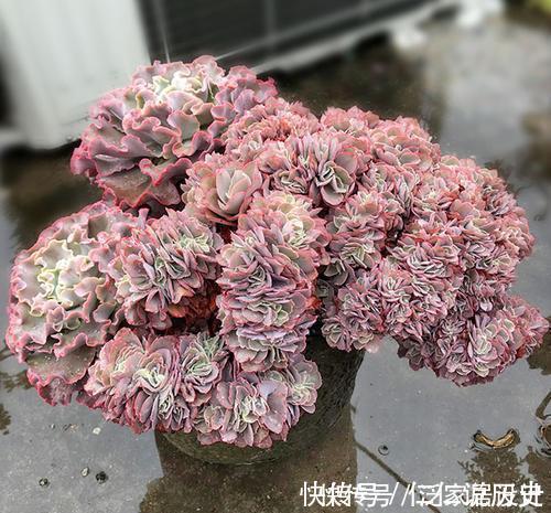 绮罗|这些多肉真霸气,长势旺小盆装不下,易度夏越养越值钱