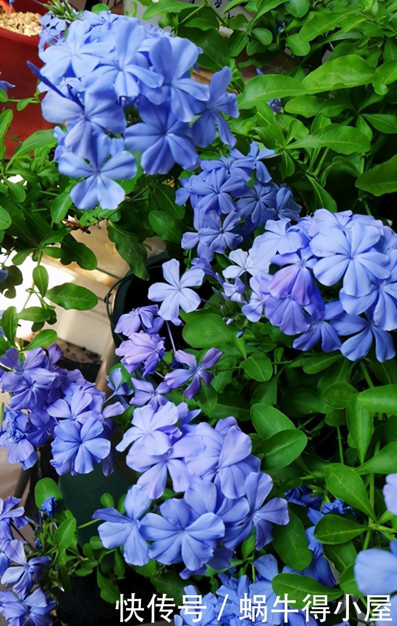 这5种花的养护方法，日照水肥处理好，花就长得好