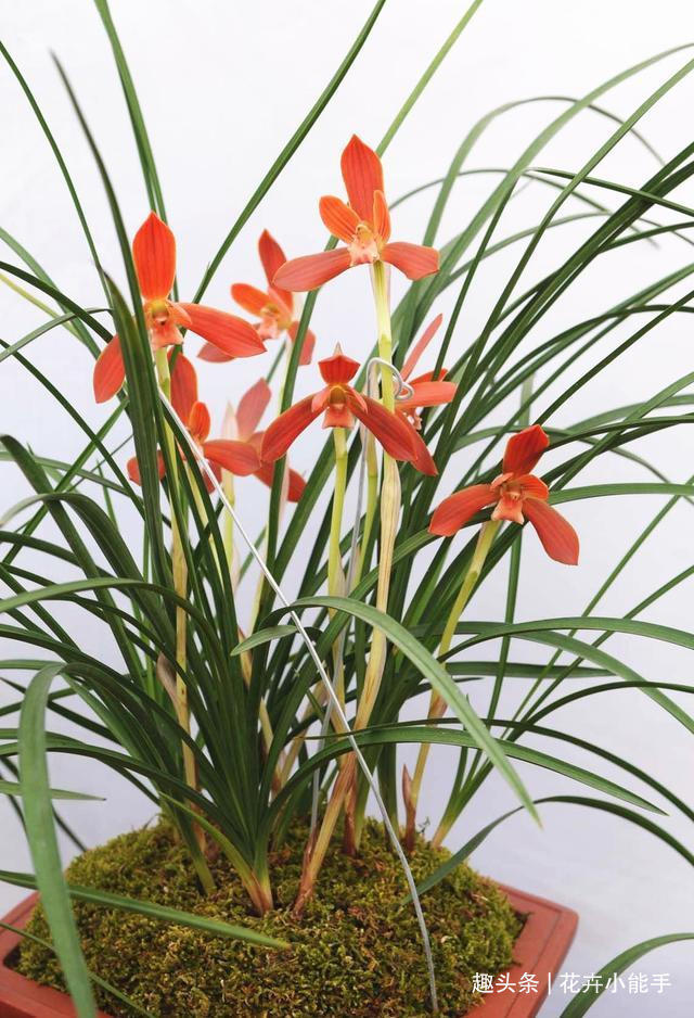 此兰花,拿奖拿到“手软”,花色堪称顶级,即便是新手也能养好!