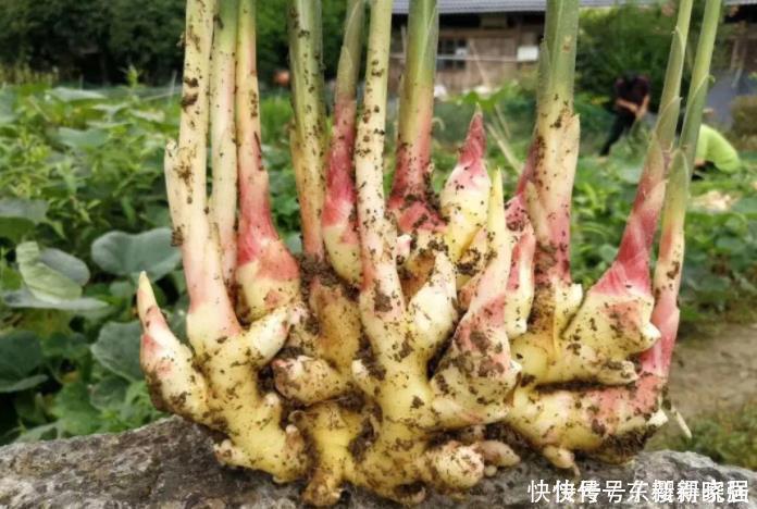 小齐|阳台盆栽生姜，简单4步走，叶绿当花赏，不用再去买，自给自足