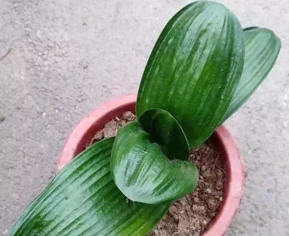 这些花草不要往叶面上喷水，否则只剩下花盆