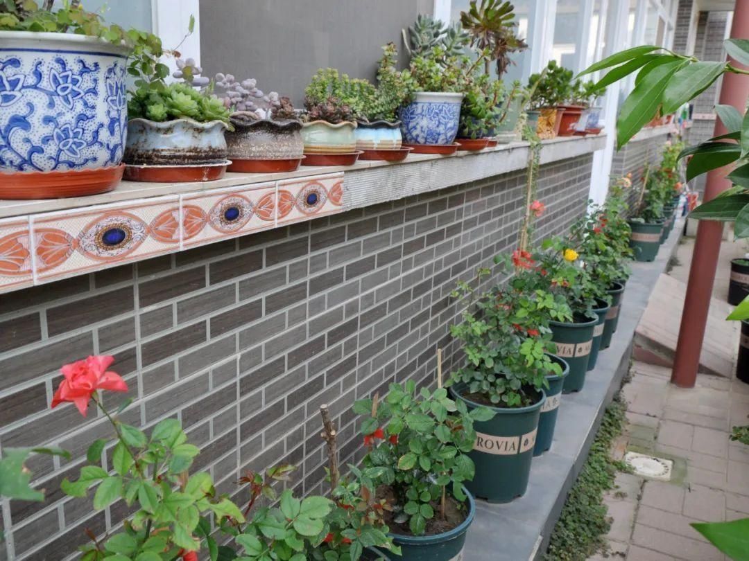 显摆一下我的家丨花开香满院,爱花人在自家庭院建小花园