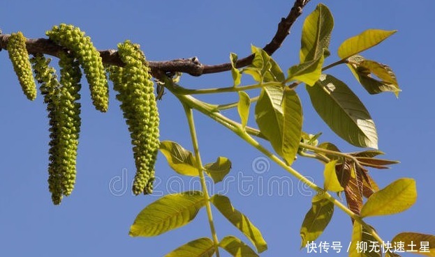 吃法|夏季挖野菜，送你64种野菜图片大全，教你认识不同的野菜和吃法！