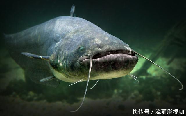 茅坑下大鱼聚集,揭示出核心诱鱼原理,钓鱼人必须看懂