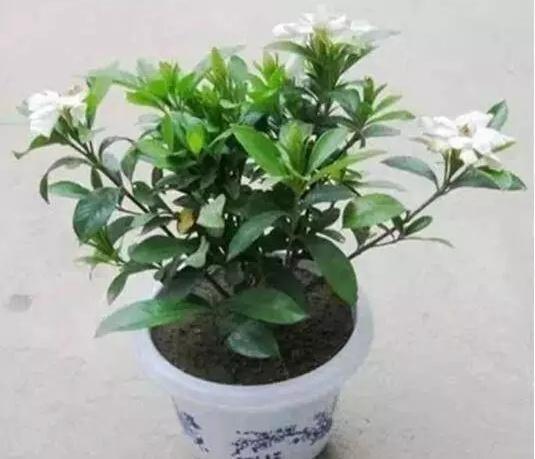 你用啤酒水、淘米水浇花快停下,正确方法没学会,浇1盆死1盆!