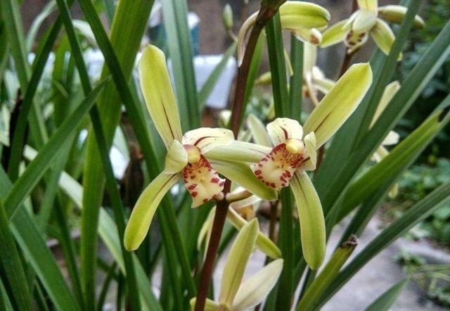 花儿|要兰花开花,有3个“催花”技巧,自然有花苞,花儿多美又香