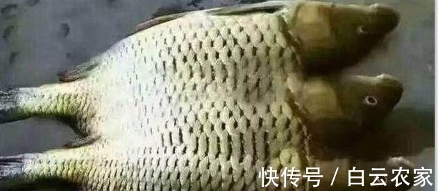 老汉钓到罕见三连体鱼 竟然就这样给煮了 专家知道后大哭!