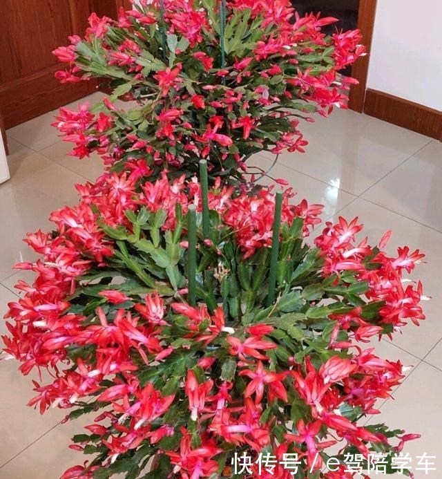 她的蟹爪兰“养成”大花球,一盆开花上百朵,秘诀有3个!
