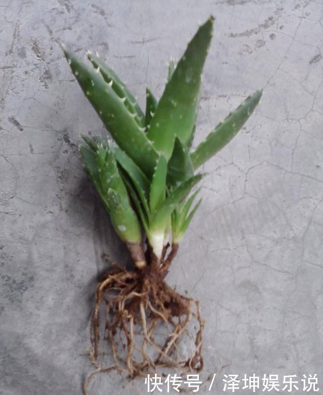 爆盆|芦荟长爆盆了怎么办简单1个技巧，一盆养出20盆，侧芽多成老桩