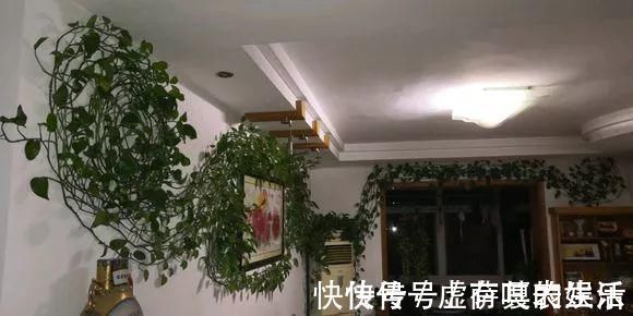 养花|老花匠:扔4种“东西”,就是扔钱,比花肥还好用,不花钱!