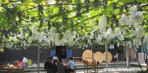 庭院种什么树好