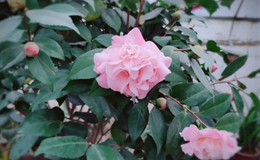 养花人必须记住的“施肥口诀”,只要合理掌握,养花变得轻轻松松