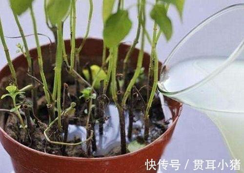 玉米|水煮玉米“玉米水”留好了,3个用途,快回家试试