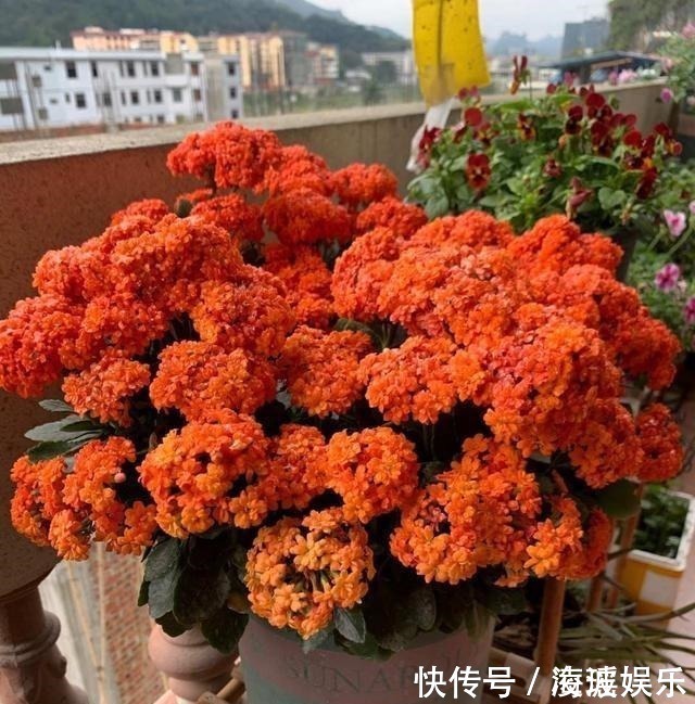 盆栽|这5种花叶子落地便生根,趁现在抓紧繁殖,一个月长成小盆栽