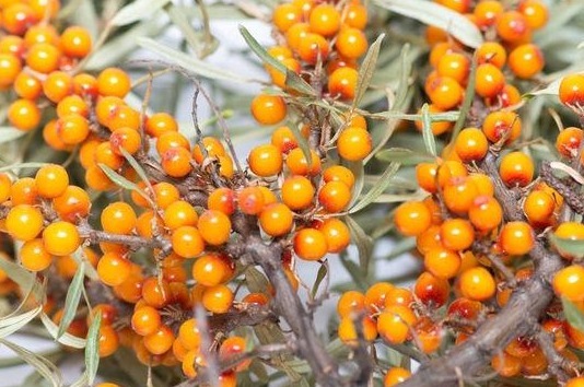 野果|农民叫这种野果为“救命果”,吃一点防心脏病、能抗癌、治失眠!