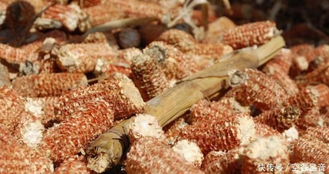 烂根|养兰花,盆底垫上5种材料,根系长得好,不烂根不黄叶