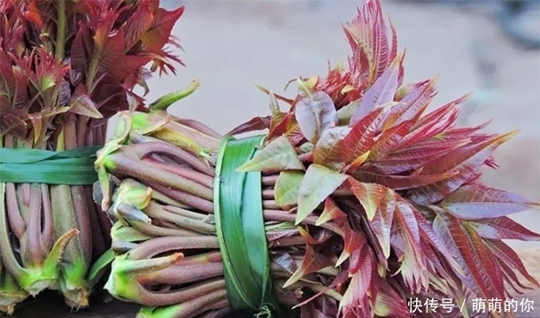 蔬菜为啥要焯水?营养师:这5种蔬菜必须焯水再吃,以免“中毒”