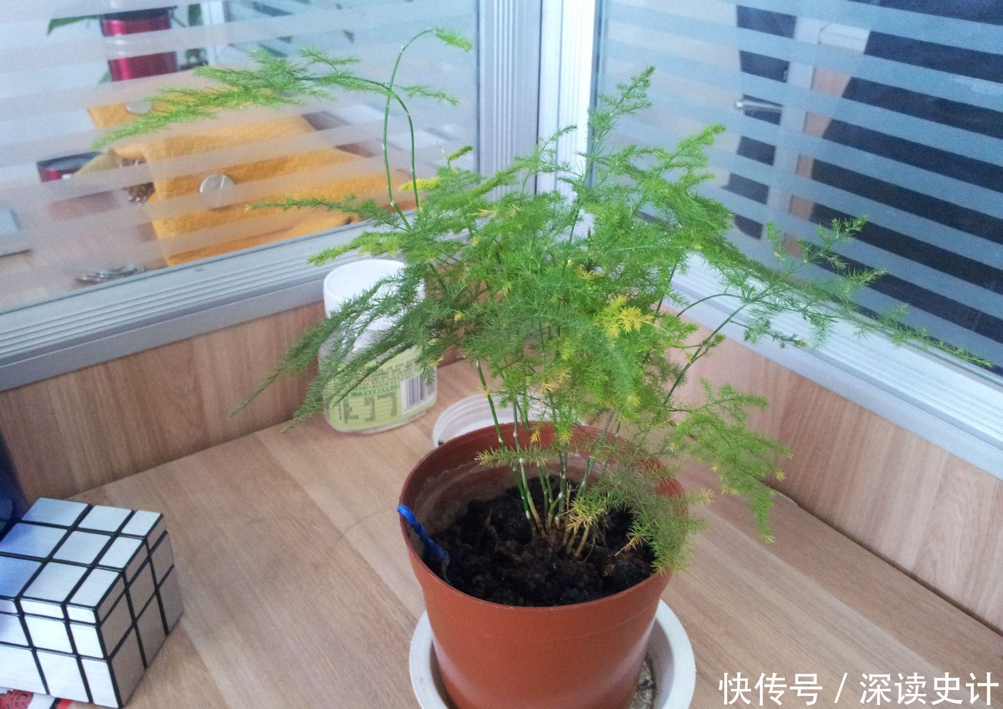  趁着春天，这3种花要剪秃，对叶片生长有好处