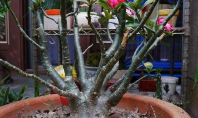 适合懒人养的“怪花”,1个月不浇水,反而还开花更猛了