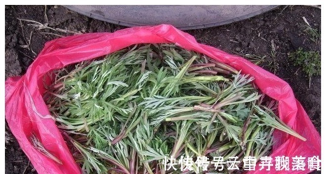 国宴|含钙量是牛奶的9倍,人称“野菜之冠”,曾多次入选国宴,别错过!