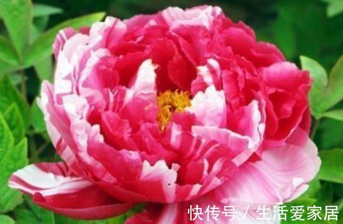 二乔牡丹|7月2日开始,养花试试这几款,一个月不管活得滋润,轻松爆成花海