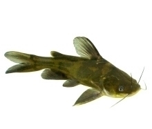 水体|夏季垂钓不要乱来,作钓深浅是有讲究的