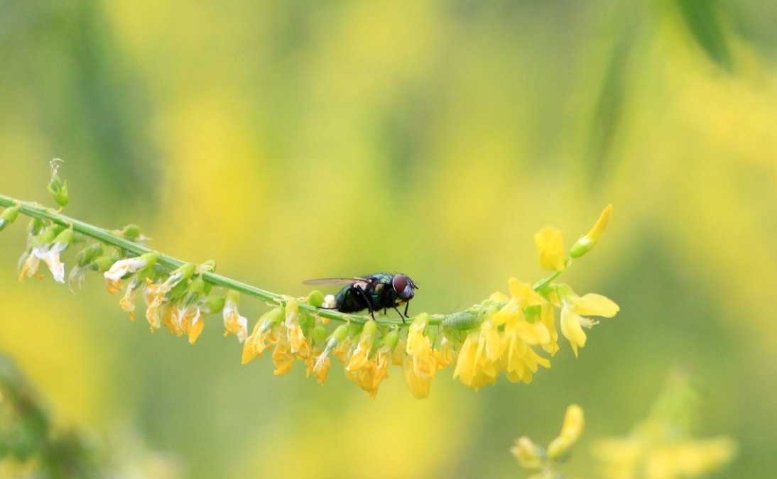 千古名作$和尚看见苍蝇往窗户上撞,悟出首千古名作,短短28字诠释人生至理