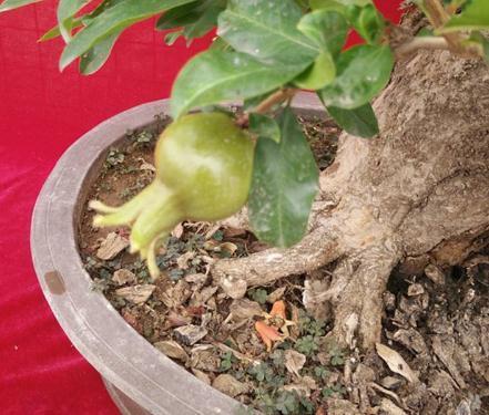 不会养花就养“3种树”，光一照就能长，养成老桩，价值翻10