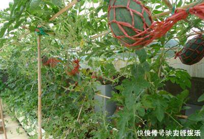 阳台上|这几种能在阳台盆栽的果树,一棵结果全家吃不完,想吃就摘