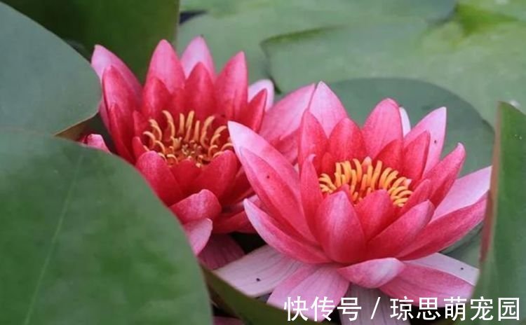 花朵|3种花美的出奇,花朵硕大、花期长,一养就美爆!
