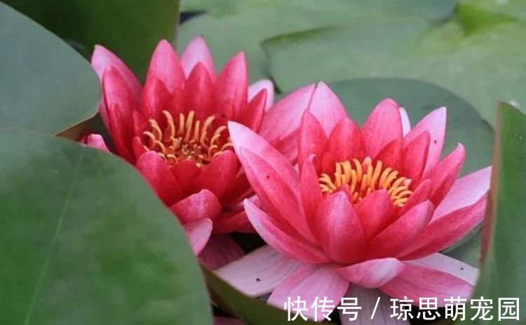 花朵|3种花美的出奇，花朵硕大、花期长，一养就美爆！