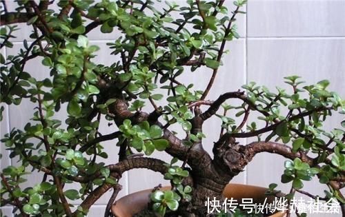 这2种树,是养“高价老桩”的首选,木质化强,5个月就能养成功