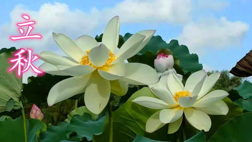 晓峰|后天立秋,老妈叮嘱我:“三不吃、三不睡、三不做”,自律保健康