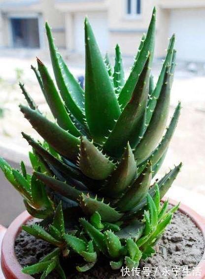 植株|卧室、客厅必养的5种花,甲醛少、空气好,家人身体倍儿健康