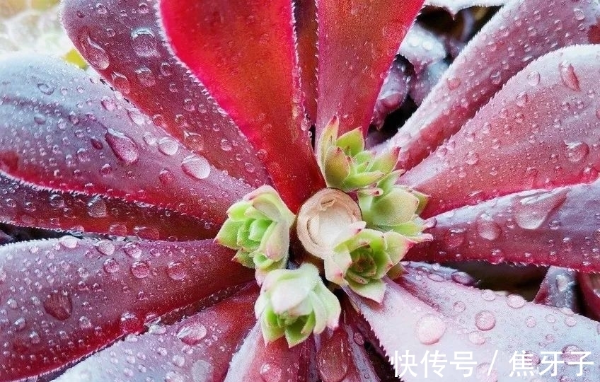 法师适时换盆很关键,注意好这些,控养容易爆头快