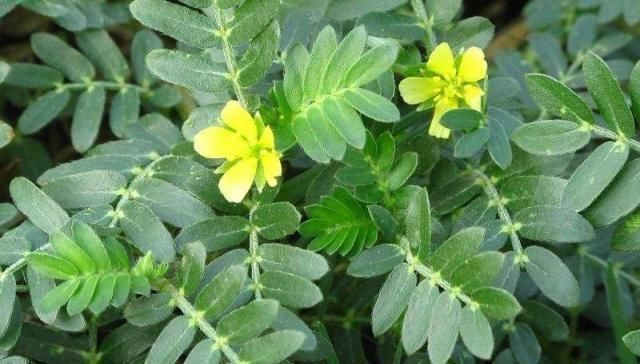 野生植物|这野草,俗称“拦路草”,人见了躲着走,却被道家奉为“长生药”